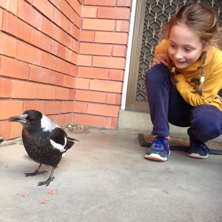How A Magpie Saved Our Cat’s Life And Brought Joy To Our Home How A Magpie Saved Our Cat’s Life And Brought Joy To Our Home