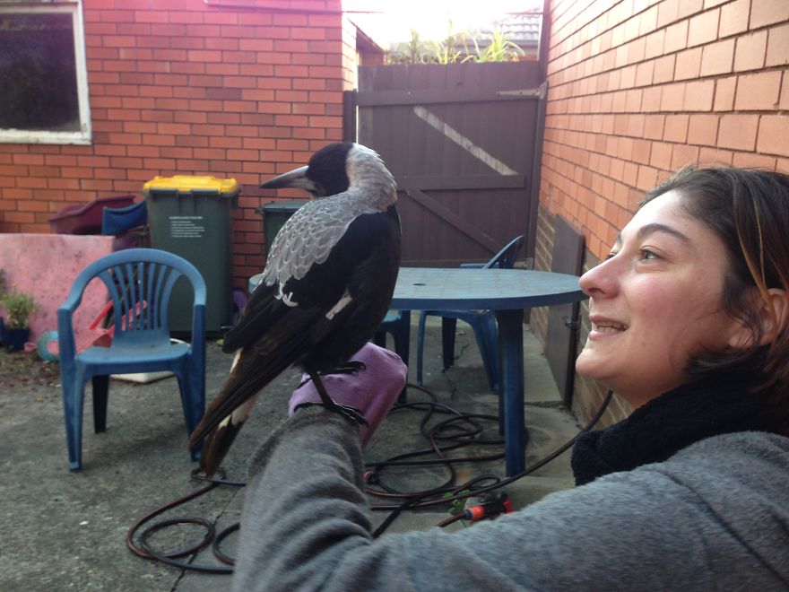 How A Magpie Saved Our Cat’s Life And Brought Joy To Our Home How A Magpie Saved Our Cat’s Life And Brought Joy To Our Home