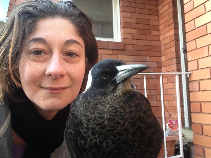 How A Magpie Saved Our Cat’s Life And Brought Joy To Our Home How A Magpie Saved Our Cat’s Life And Brought Joy To Our Home