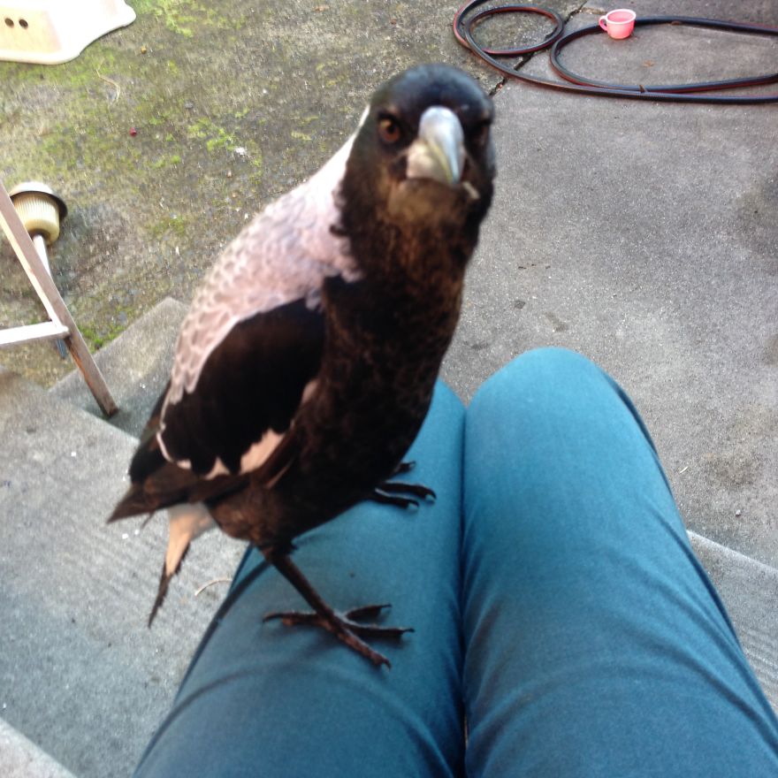 How A Magpie Saved Our Cat’s Life And Brought Joy To Our Home How A Magpie Saved Our Cat’s Life And Brought Joy To Our Home