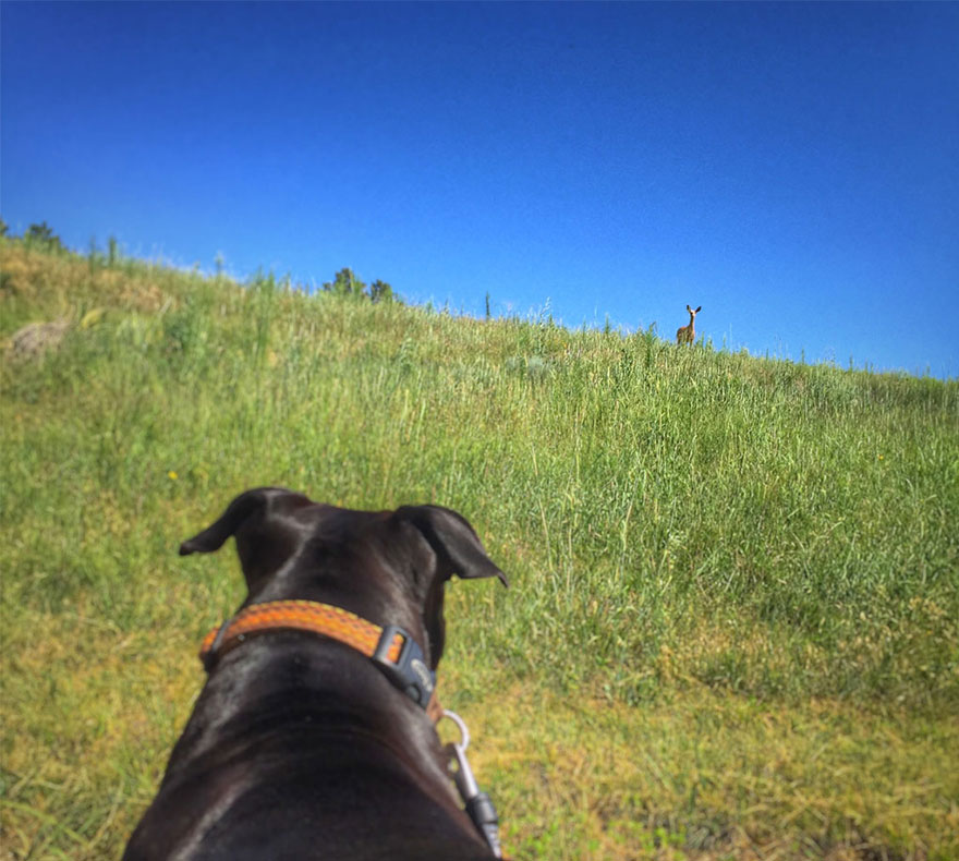 I Live In My Truck With My Dog And Travel Across The Country