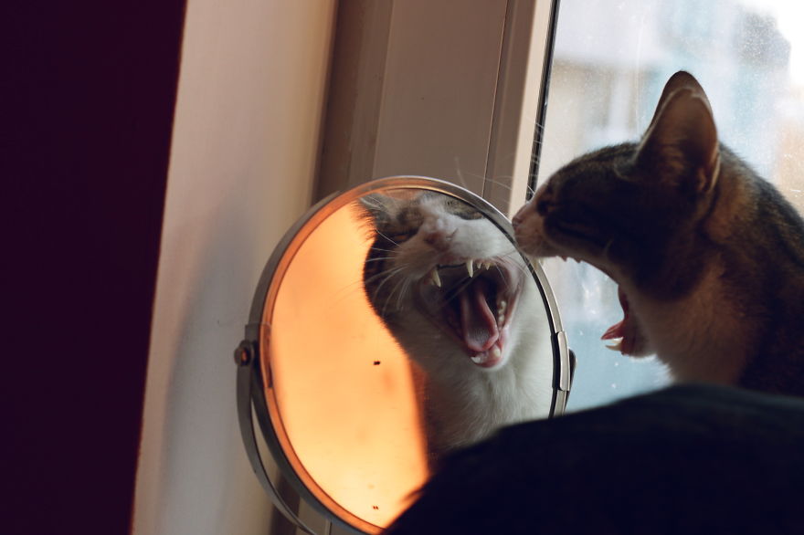 My Cat Yawns Every Time I Take A Picture