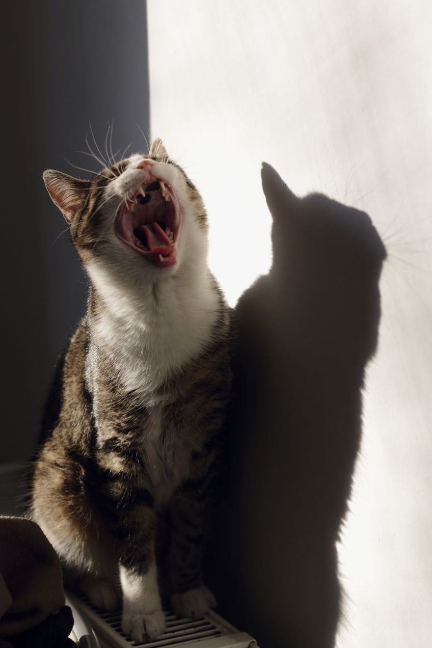 My Cat Yawns Every Time I Take A Picture