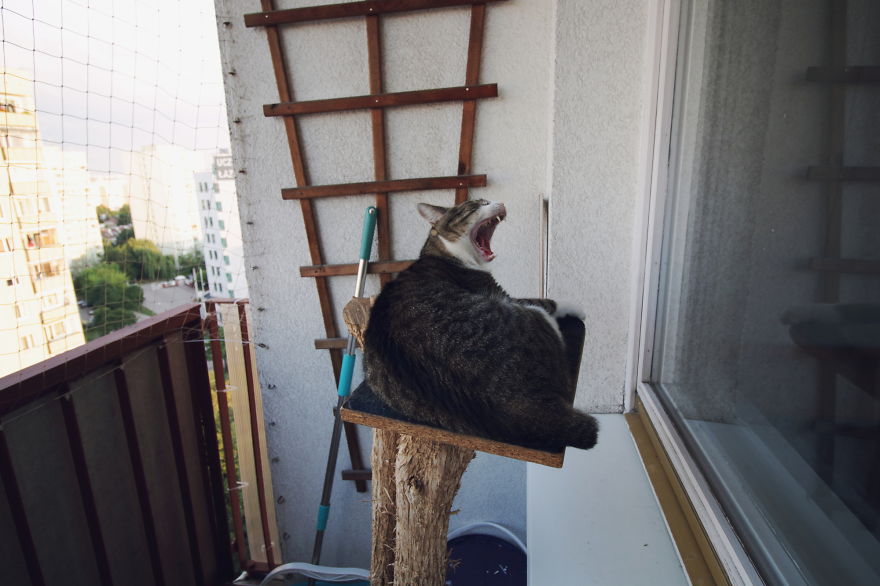 My Cat Yawns Every Time I Take A Picture