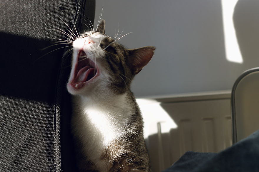 My Cat Yawns Every Time I Take A Picture