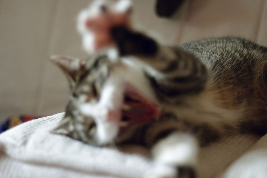 My Cat Yawns Every Time I Take A Picture