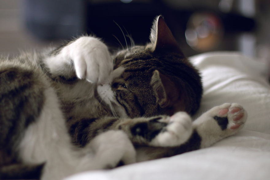 My Cat Yawns Every Time I Take A Picture