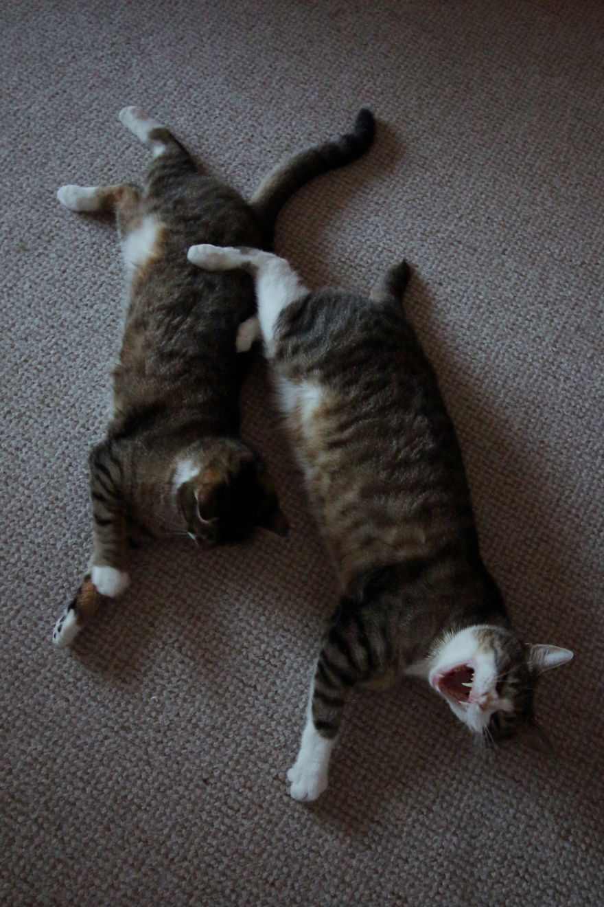 My Cat Yawns Every Time I Take A Picture