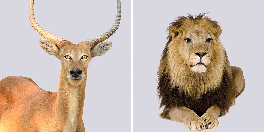 Predators Vs Prey: I Created A Funny Experiment By Swapping Animal Eyes Predators Vs Prey: I Created A Funny Experiment By Swapping Animal Eyes