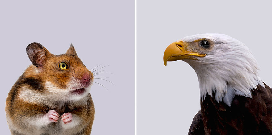 Predators Vs Prey: I Created A Funny Experiment By Swapping Animal Eyes Predators Vs Prey: I Created A Funny Experiment By Swapping Animal Eyes