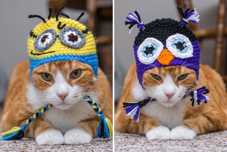 We Travel Around The U.s. Photographing Celebrity Cats And Their Caretakers We Travel Around The U.s. Photographing Celebrity Cats And Their Caretakers