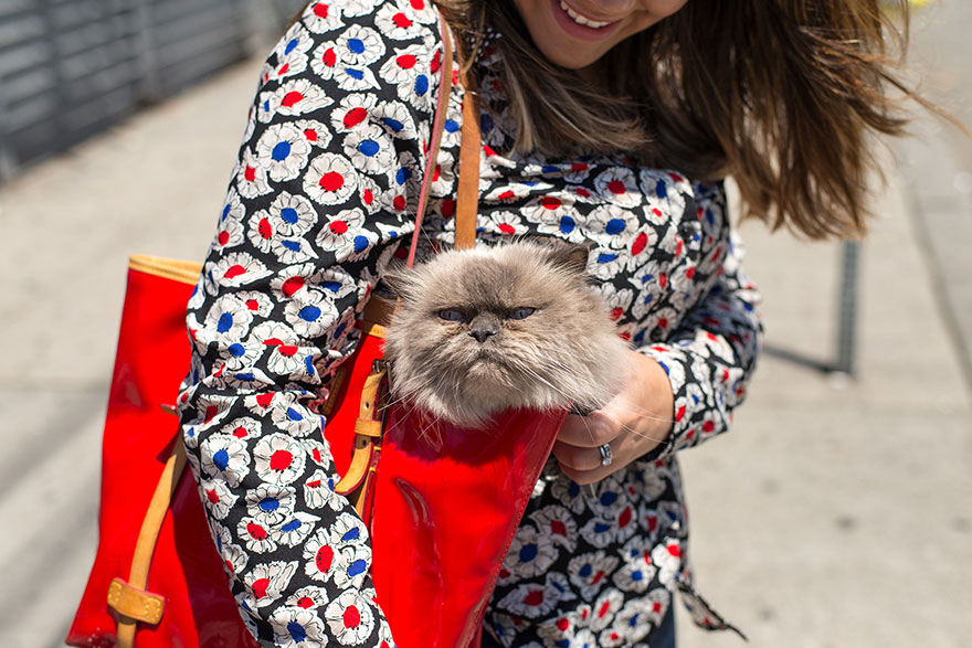 We Travel Around The U.s. Photographing Celebrity Cats And Their Caretakers We Travel Around The U.s. Photographing Celebrity Cats And Their Caretakers