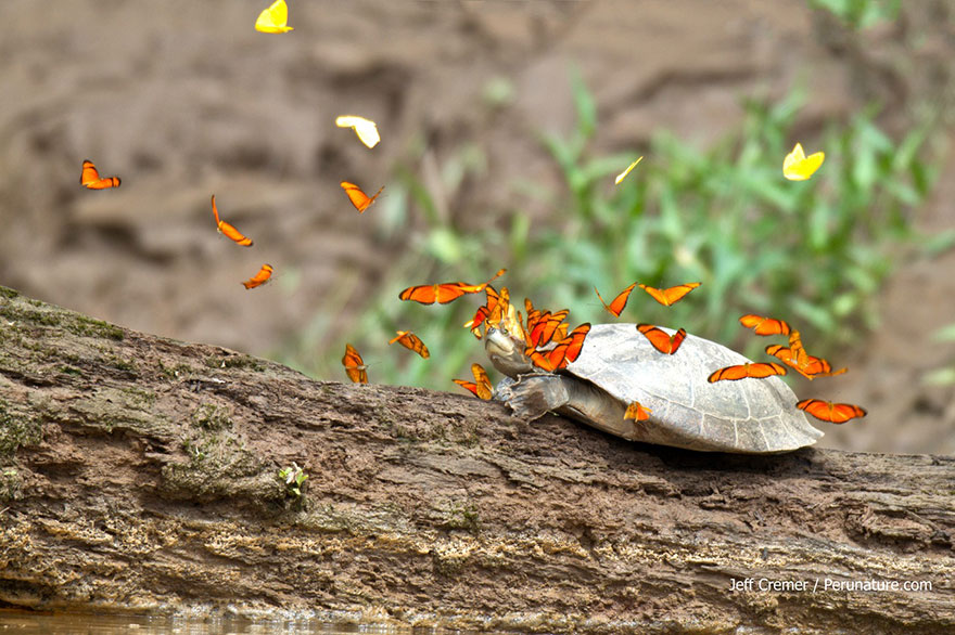 Butterflies Drinking Tears From Turtle And Alligator Eyes Look Like A Scene From Disney