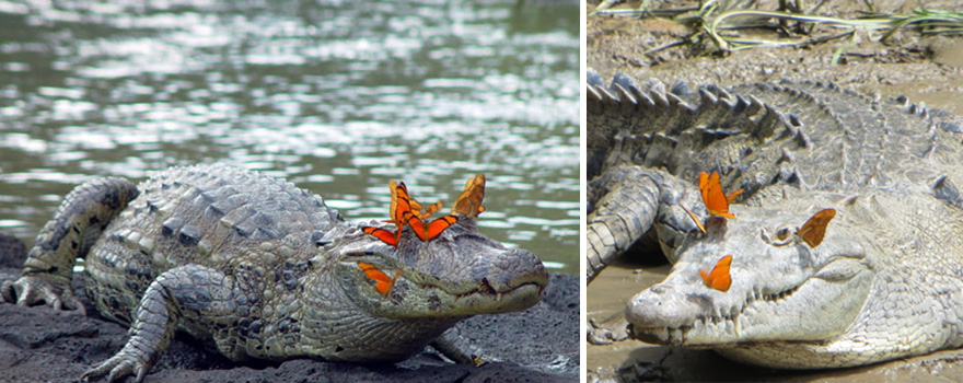 Butterflies Drinking Tears From Turtle And Alligator Eyes Look Like A Scene From Disney