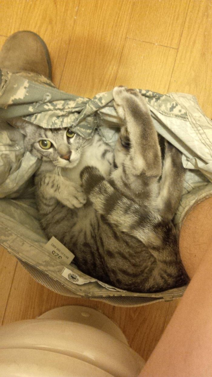 20 Funny Cats That Love To Hang Out In Your Underwear