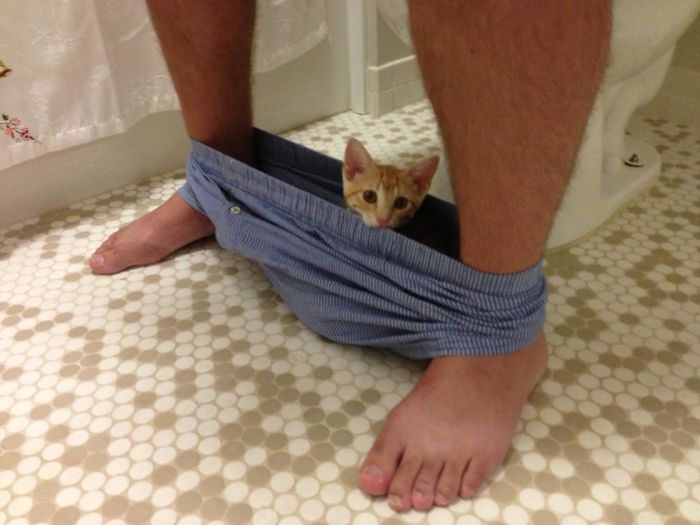 20 Funny Cats That Love To Hang Out In Your Underwear