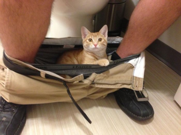 20 Funny Cats That Love To Hang Out In Your Underwear