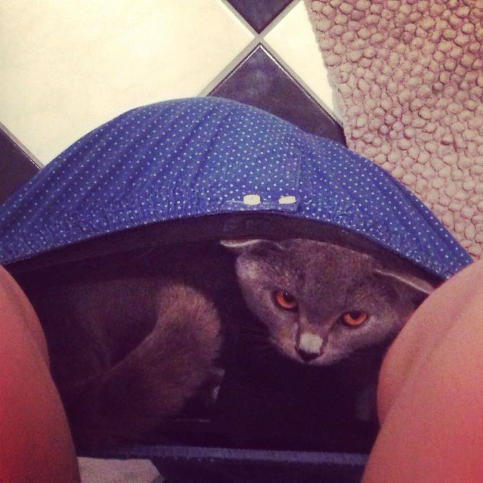 20 Funny Cats That Love To Hang Out In Your Underwear