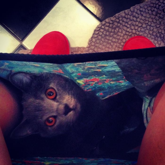 20 Funny Cats That Love To Hang Out In Your Underwear