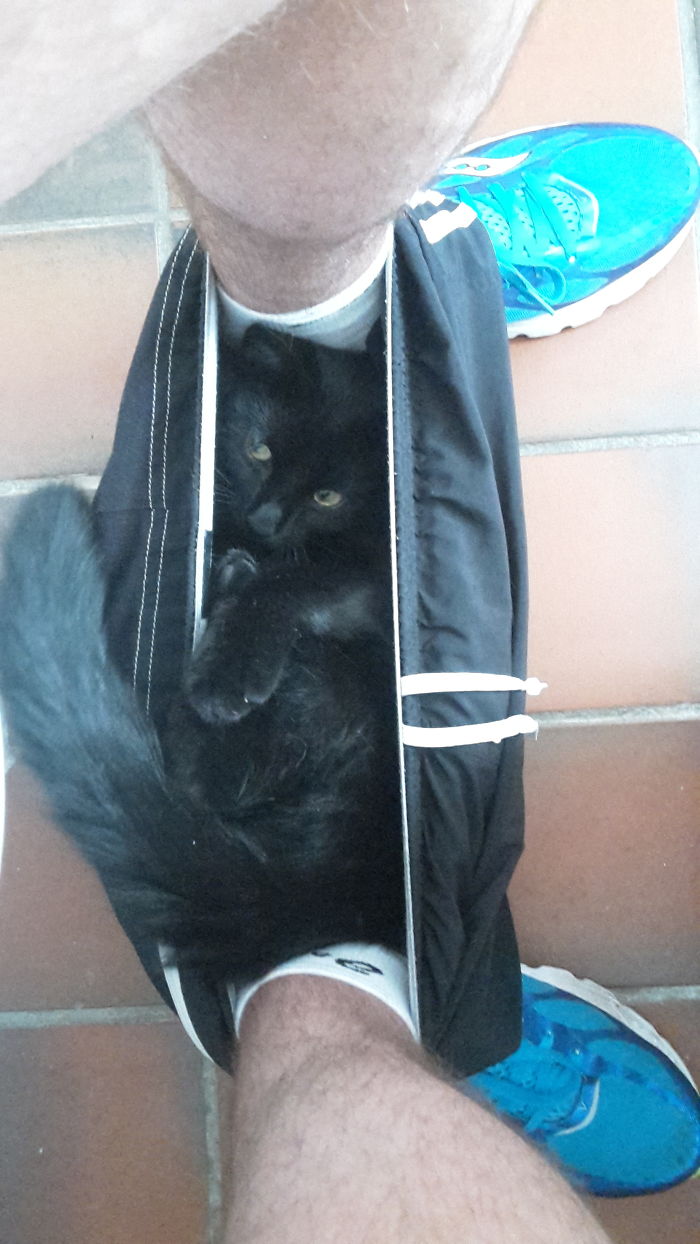 20 Funny Cats That Love To Hang Out In Your Underwear