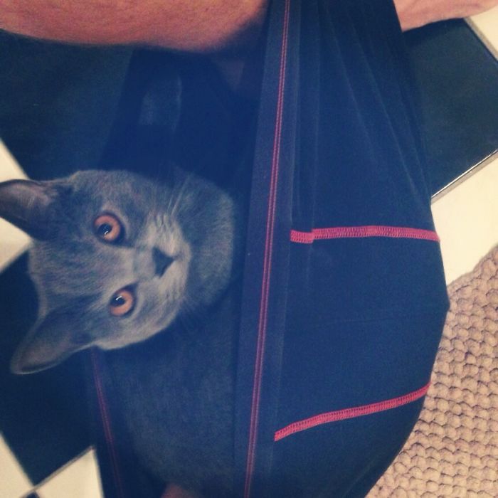 20 Funny Cats That Love To Hang Out In Your Underwear