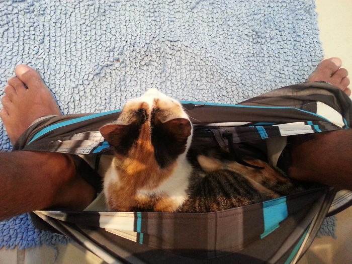 20 Funny Cats That Love To Hang Out In Your Underwear