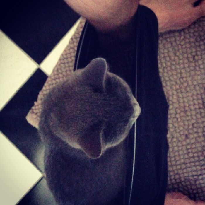 20 Funny Cats That Love To Hang Out In Your Underwear