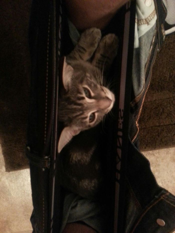 20 Funny Cats That Love To Hang Out In Your Underwear