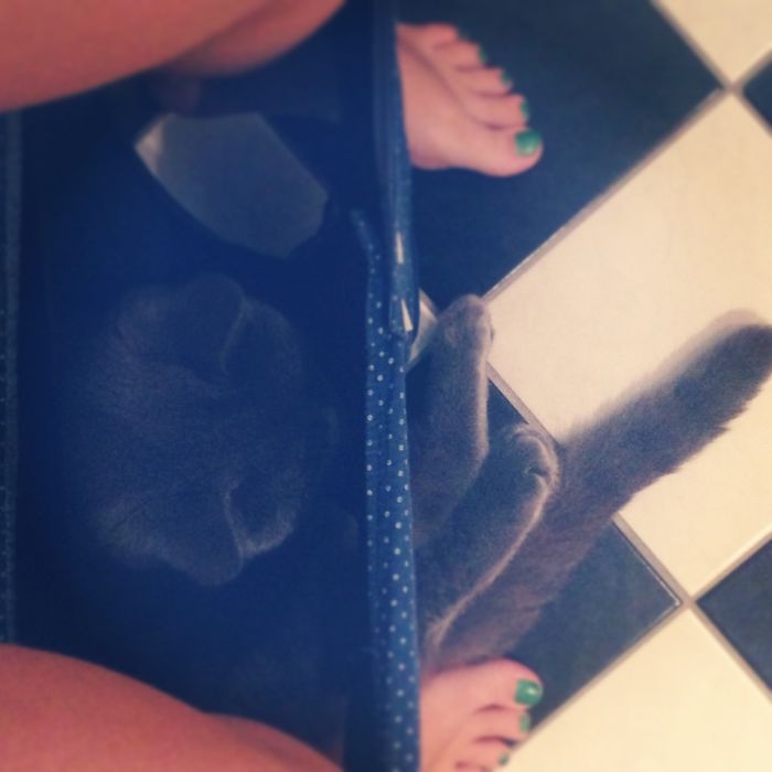 20 Funny Cats That Love To Hang Out In Your Underwear