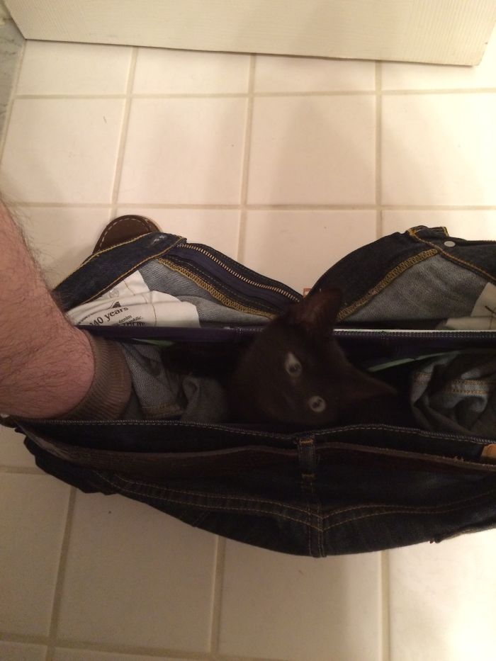 20 Funny Cats That Love To Hang Out In Your Underwear