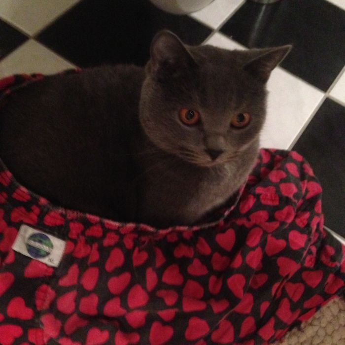 20 Funny Cats That Love To Hang Out In Your Underwear
