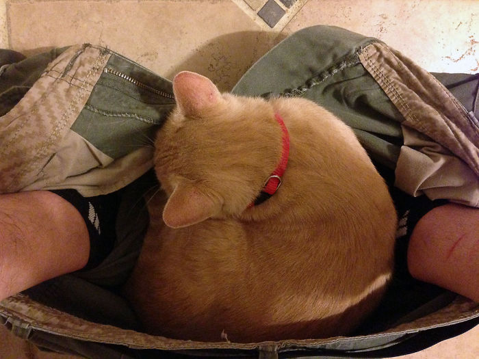 20 Funny Cats That Love To Hang Out In Your Underwear