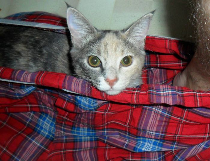 20 Funny Cats That Love To Hang Out In Your Underwear