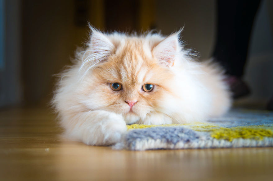 Cats Are Not Cold, They Have Emotions Just Like You