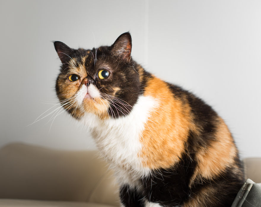 Cats Are Not Cold, They Have Emotions Just Like You