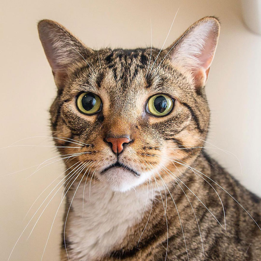 Cats Are Not Cold, They Have Emotions Just Like You