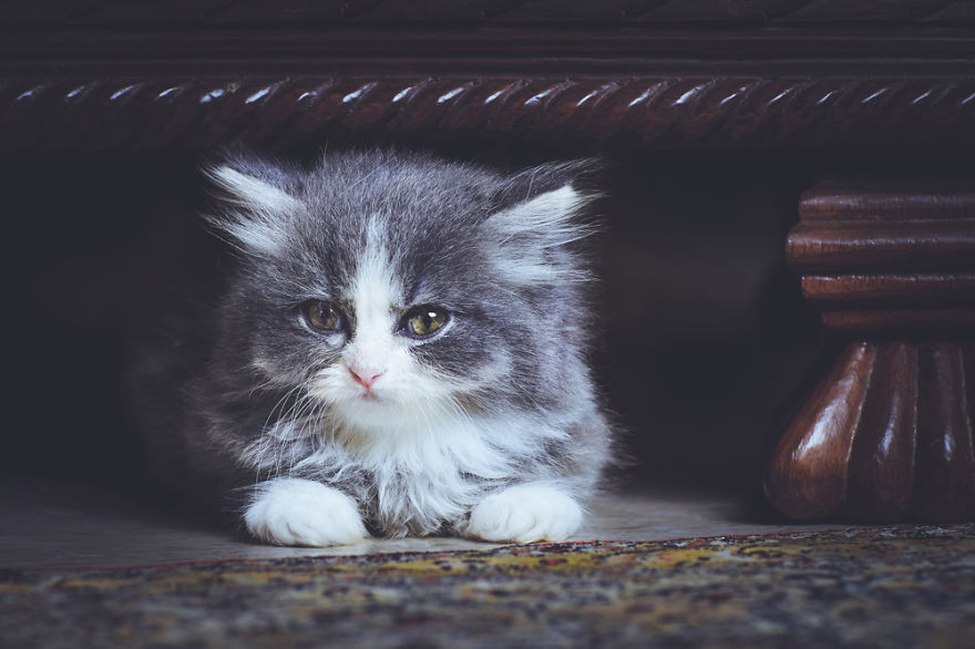 I Take Portraits Of Cats With Proper Manners