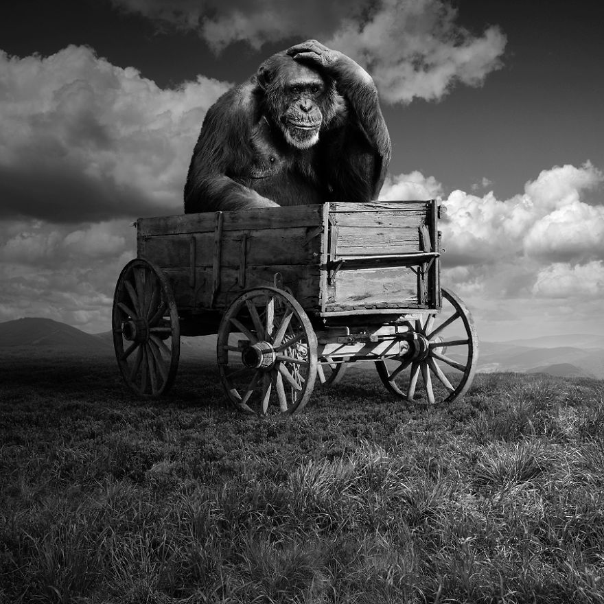 I Create Surreal Worlds For Animals To Live In Without Cruelty I Create Surreal Worlds For Animals To Live In Without Cruelty