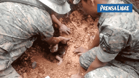 10 Heart-warming Gifs Of Humans Rescuing Animals That Will Restore Your Faith In Humanity 10 Heart-warming Gifs Of Humans Rescuing Animals That Will Restore Your Faith In Humanity
