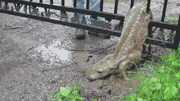 10 Heart-warming Gifs Of Humans Rescuing Animals That Will Restore Your Faith In Humanity 10 Heart-warming Gifs Of Humans Rescuing Animals That Will Restore Your Faith In Humanity