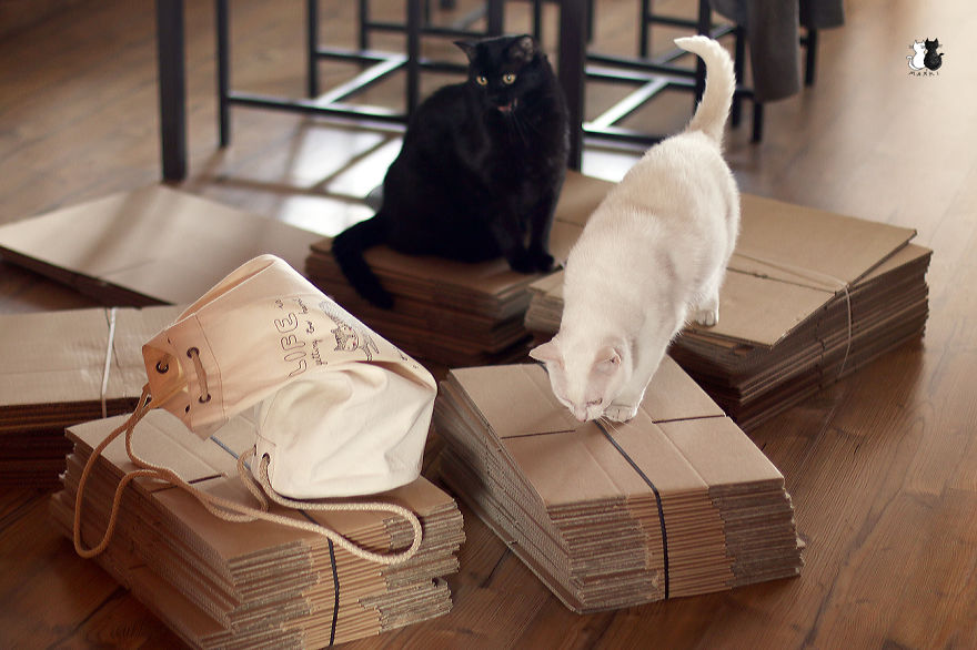 A Simple Way To Surprise Your Cat A Simple Way To Surprise Your Cat