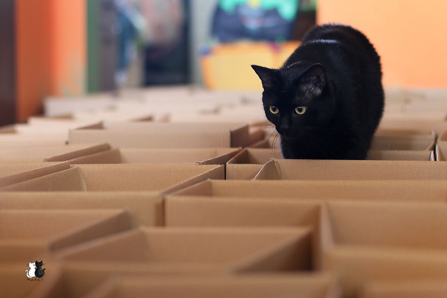 A Simple Way To Surprise Your Cat A Simple Way To Surprise Your Cat