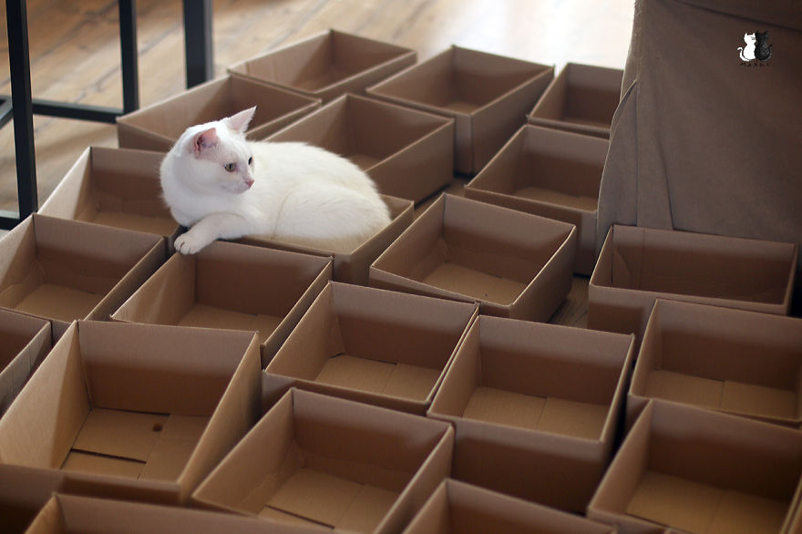 A Simple Way To Surprise Your Cat A Simple Way To Surprise Your Cat