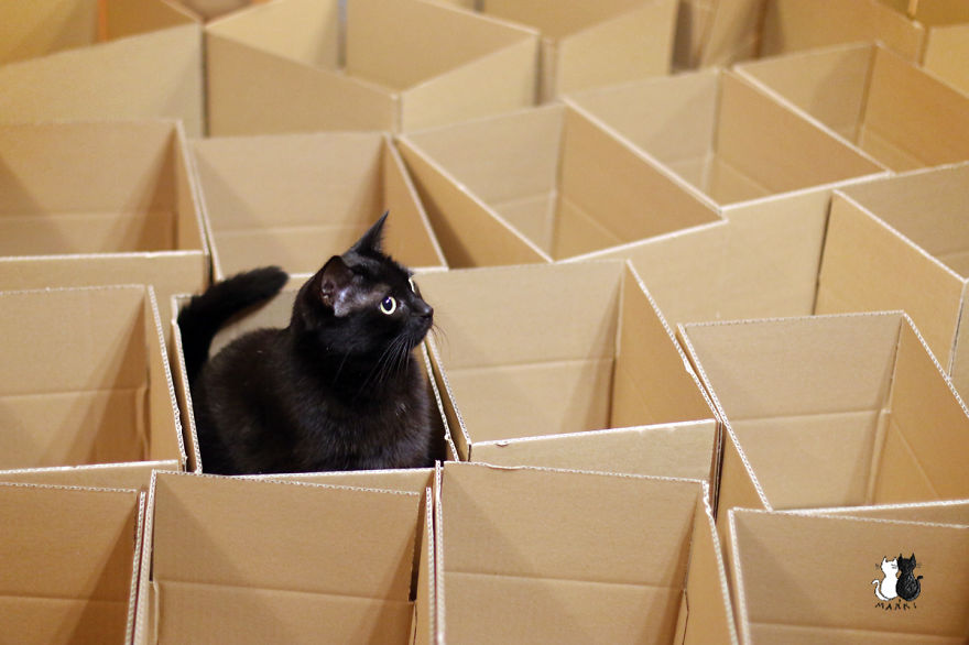 A Simple Way To Surprise Your Cat A Simple Way To Surprise Your Cat