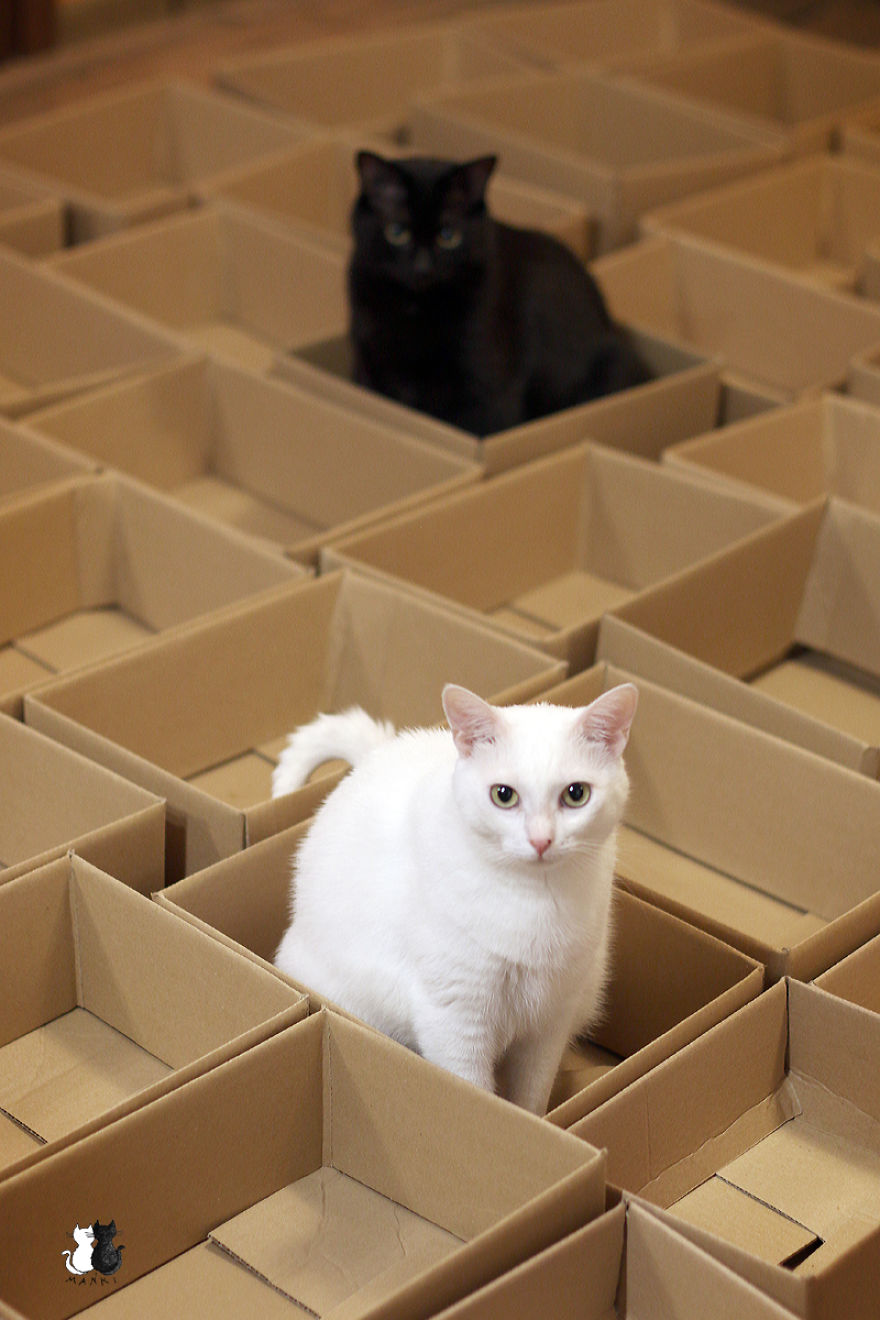 A Simple Way To Surprise Your Cat A Simple Way To Surprise Your Cat