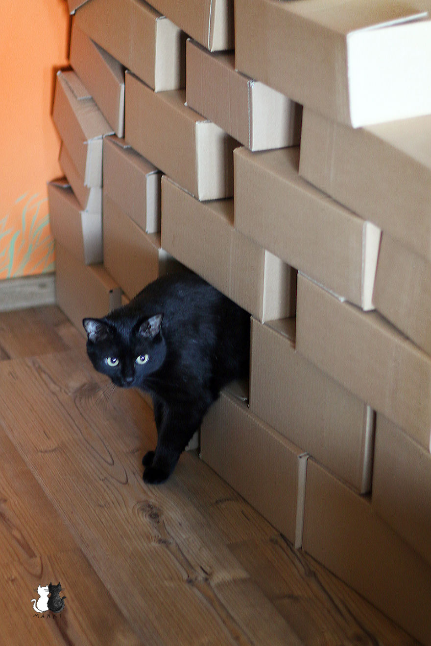 A Simple Way To Surprise Your Cat A Simple Way To Surprise Your Cat