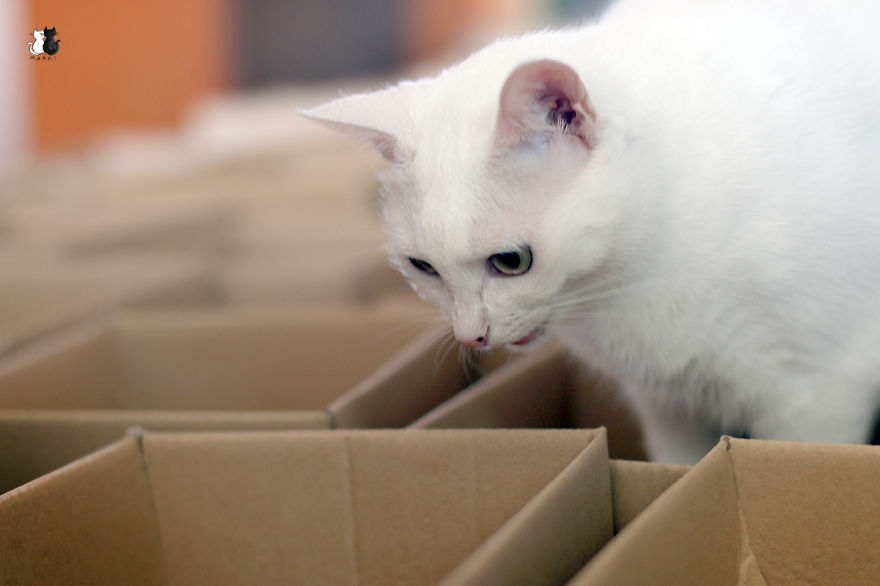 A Simple Way To Surprise Your Cat A Simple Way To Surprise Your Cat