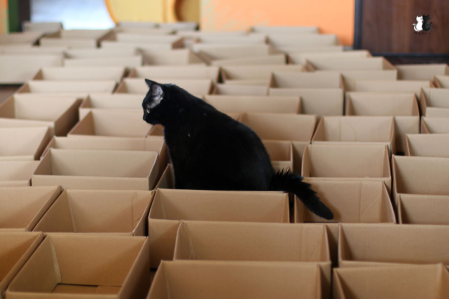 A Simple Way To Surprise Your Cat A Simple Way To Surprise Your Cat