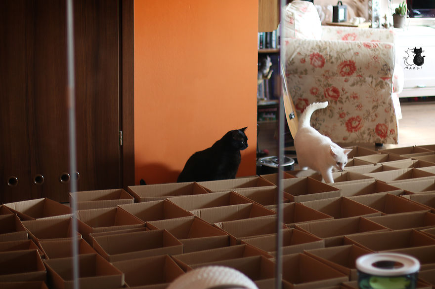 A Simple Way To Surprise Your Cat A Simple Way To Surprise Your Cat