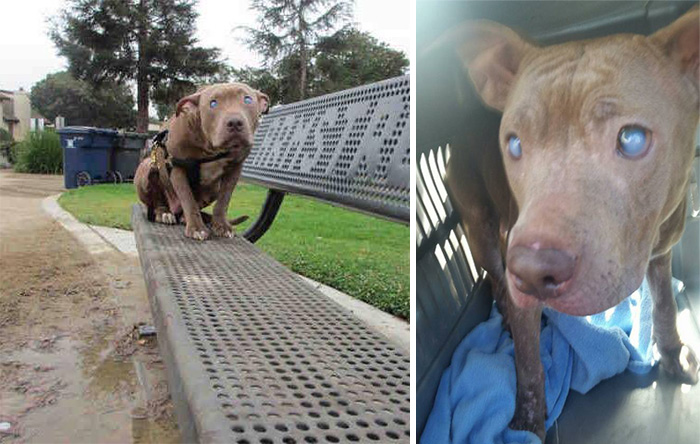Blind Pitbull Abandoned On Park Bench After Giving Birth Finally Gets The Love She Deserves Blind Pitbull Abandoned On Park Bench After Giving Birth Finally Gets The Love She Deserves